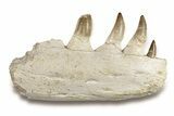 Mosasaur Jaw Section with Four Teeth - Morocco #270864-2